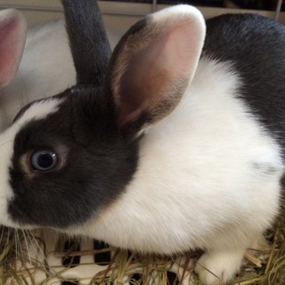 ミニうさぎ里親さま募集