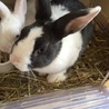 ミニうさぎ里親さま募集 サムネイル2