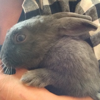 ミニうさぎ里親さま募集