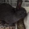 ミニうさぎ里親さま募集 サムネイル2