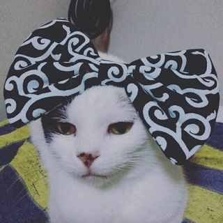 スコティッシュホールド♡さゆりちゃん♡