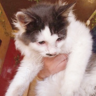 里親様決定しました！ありがとうございました