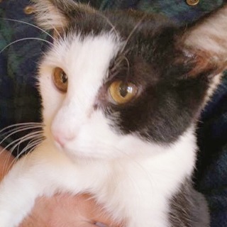 里親様決まりました！黒白くん