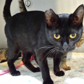 もう外には帰りたくないクロミです