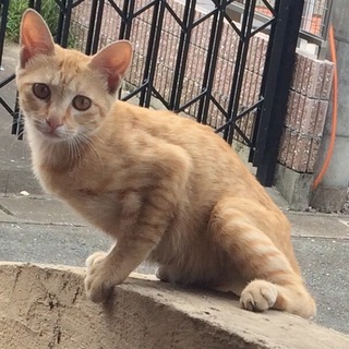 子猫の里親募集！