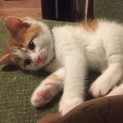 茶白のちびちゃん
