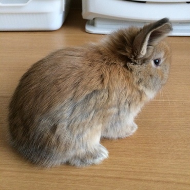 オレンジもといトートちゃん