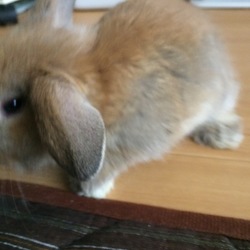 リクエスト募集