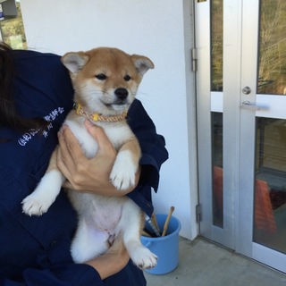 ワラビちゃん♪お話をすすめています保留