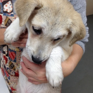 尻尾振り振りの大吉くん！