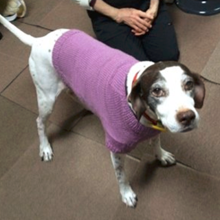 甘えん坊のポインちゃん　