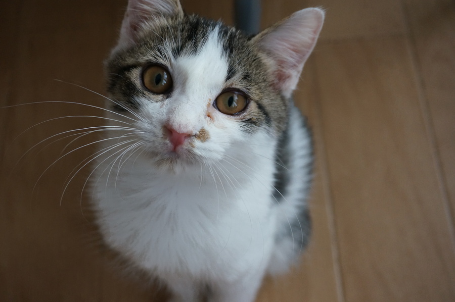 幸運のカギしっぽのキジ白君！」埼玉県 - 猫の里親募集(93236