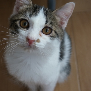 幸運のカギしっぽのキジ白君！