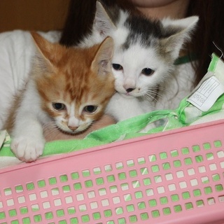 仲良し兄弟のハリーとヘンリーです。