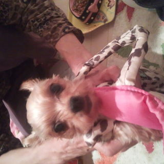 かわいい！ヨーキーちゃん、家族募集中です！4