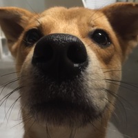 capra