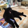 がおー