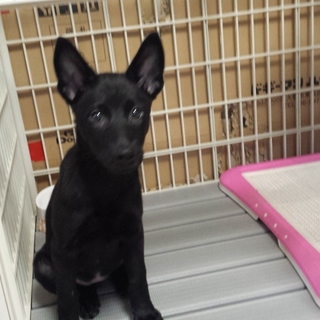 ３ヶ月の黒ちゃん