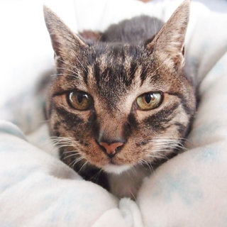 猫との穏やかな暮らしを楽しみたい方に