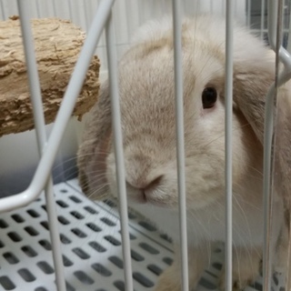 里親様決まりました｡ありがとうございました!