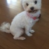 彼女の実家に行った時に撮ったマルチーズのコロンちゃんです。