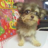 チワワとシーズーのmixの菊ちゃんは可愛い女の子 サムネイル3