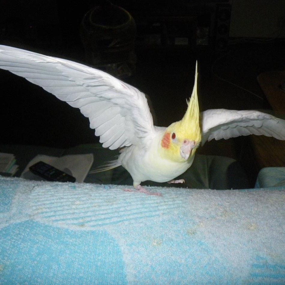 ピコタンのカバー写真
