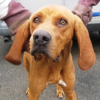 期限切迫！！大型（猟犬？）の男の子家族募集。