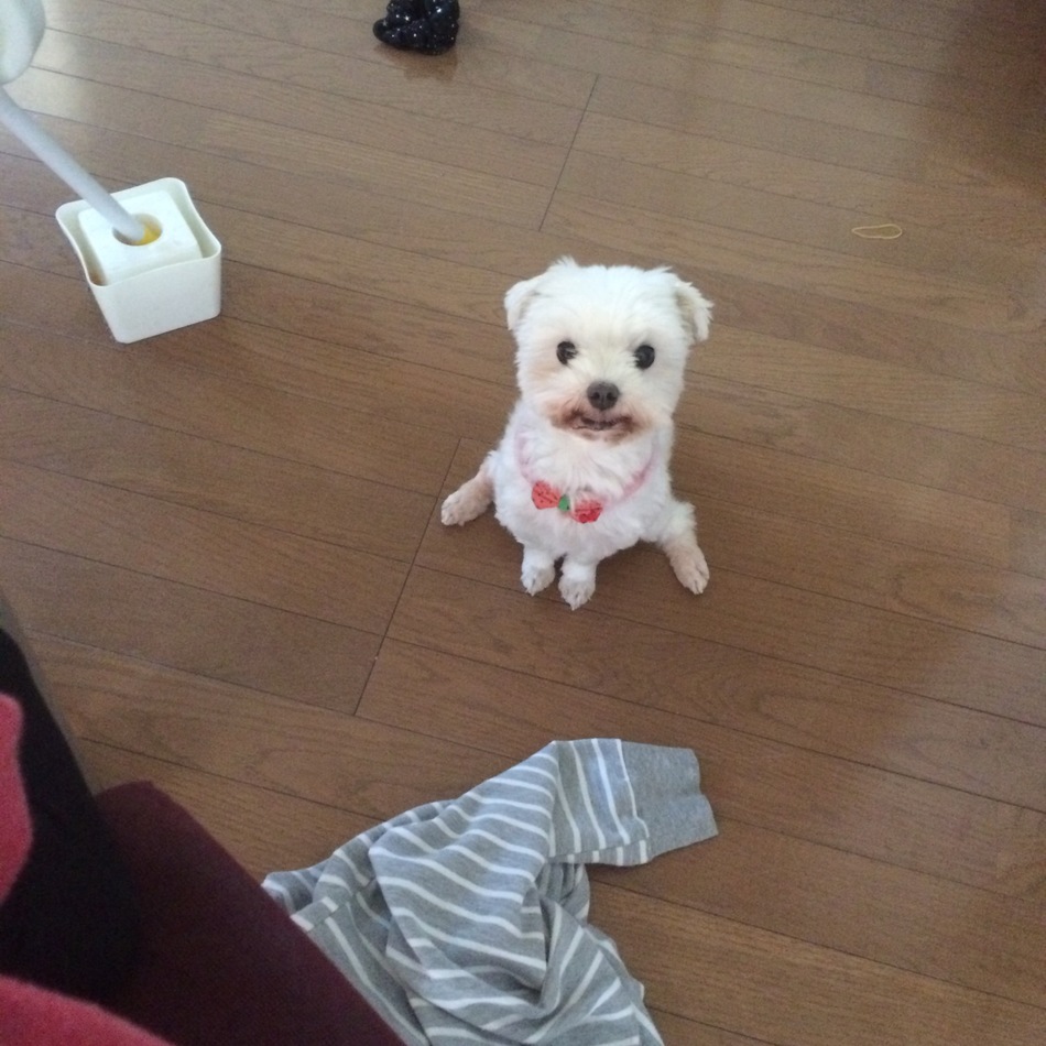 コロンちゃんのカバー写真