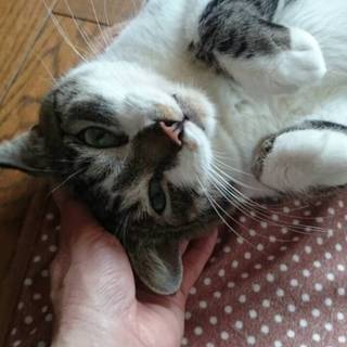 超すりゴロ猫ちゃんの里親さん募集！