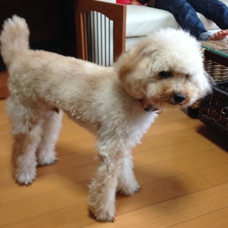 ※募集一時停止※トイプー♂4歳去勢済み