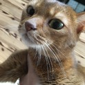 ★おっとりしたアビシニアン★