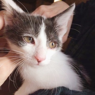 里親様決定　甘えんぼ抱っこ大好き！可愛い女の子