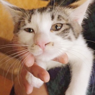 里親様決まりました！　白キジちゃん