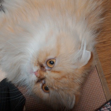 おはようゴロゴロ