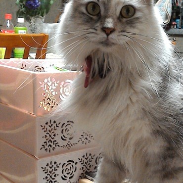 あらー(・∀・)