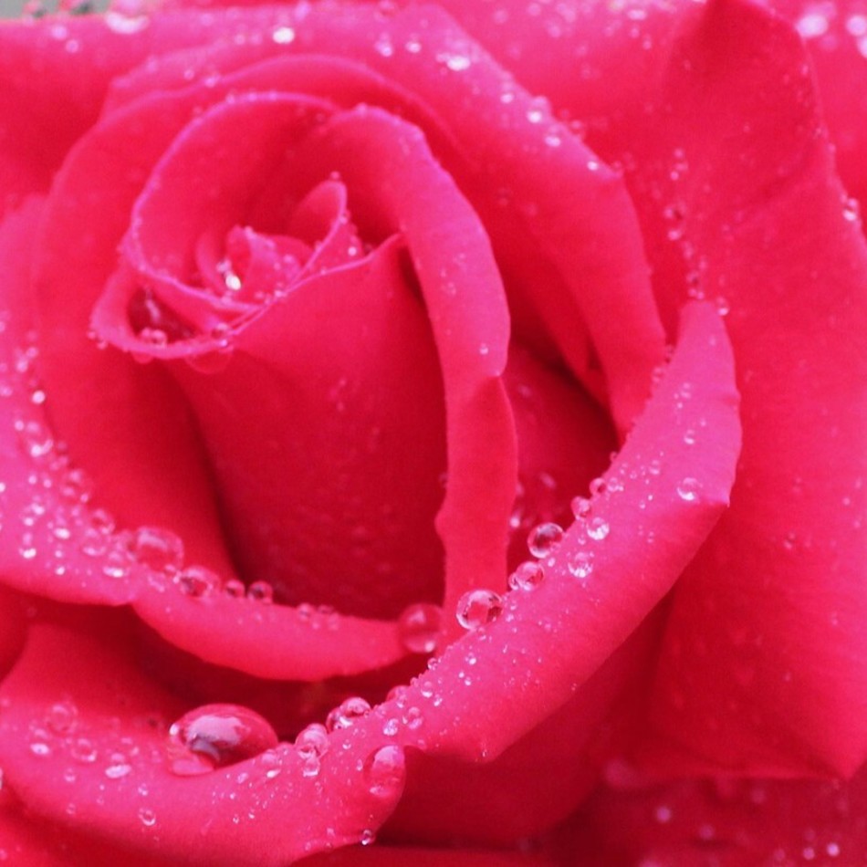 もも　桃のカバー写真