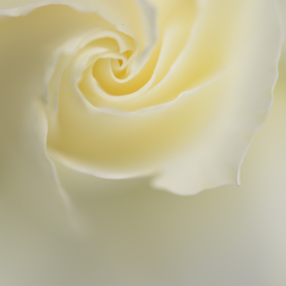 ローズ　薔薇のカバー写真