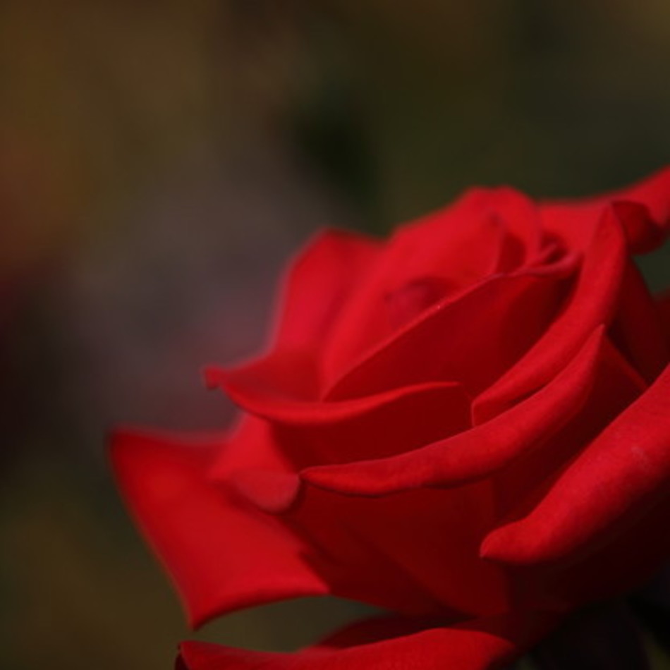 リリー　百合のカバー写真