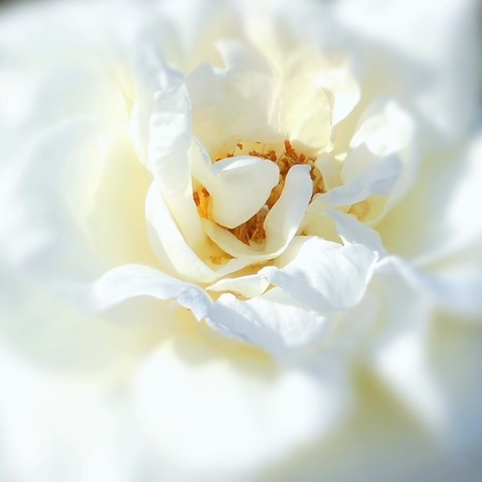 ラン　蘭のカバー写真