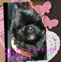 チワワとシーズーのmix子犬桔梗ちゃん