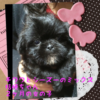 チワワとシーズーのmix子犬桔梗ちゃん