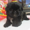 チワワとシーズーのmix子犬桔梗ちゃん サムネイル2