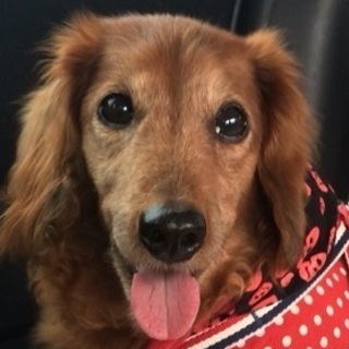 吉宗　穏やか甘えん坊、社会性トイレOK猫にも優しい