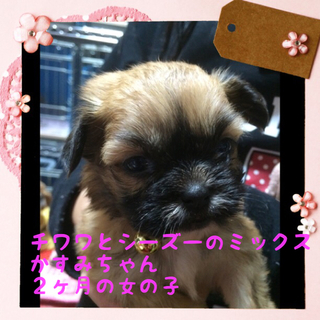 チワワとシーズーmix子犬かすみちゃん