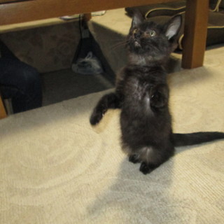 募集を中止します