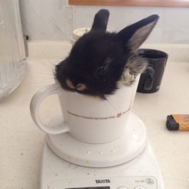 ブラックオターちゃんです。今朝、夫が上手に撮ってくれました。