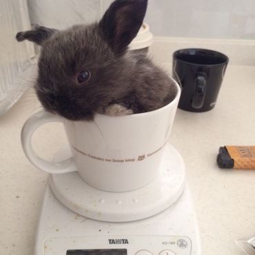 ブルーちゃんです。斜頸はかすかにありますが、食欲も元気もあり問題ないです！