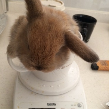 トートちゃんです。甘えん坊の元気っ子です。