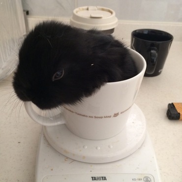 うちの若様です。一匹狼キャラではあるものの、兄弟を常に意識して寄り添ってあげられるリーダータイプみたいです。